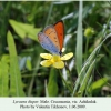 lycaena dispar achikulak